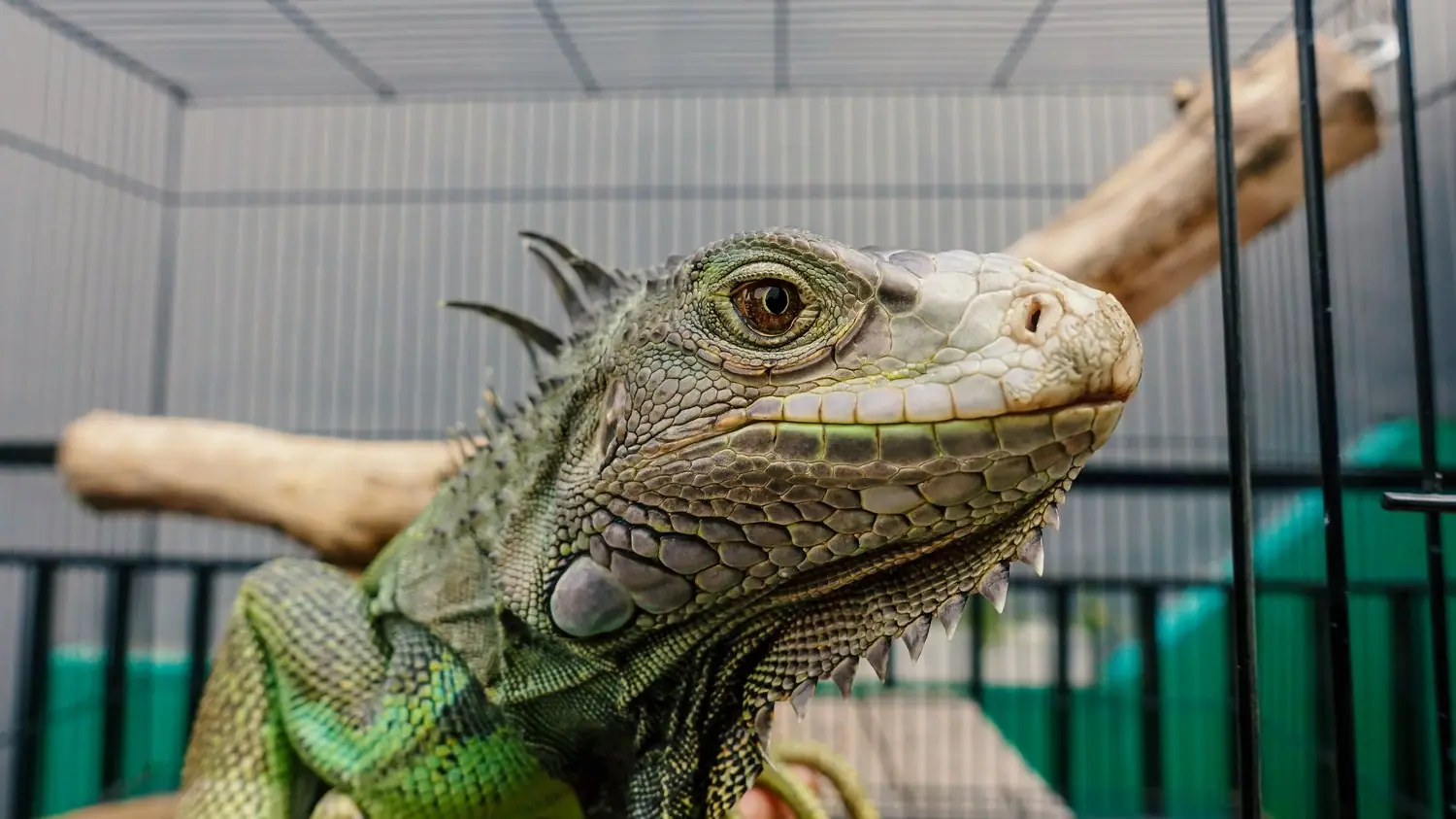 Tworzenie domowego zoo - hodowla zwierząt egzotycznych jako hobby